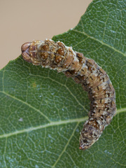 Falcaria lacertinaria