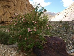 Rosa webbiana