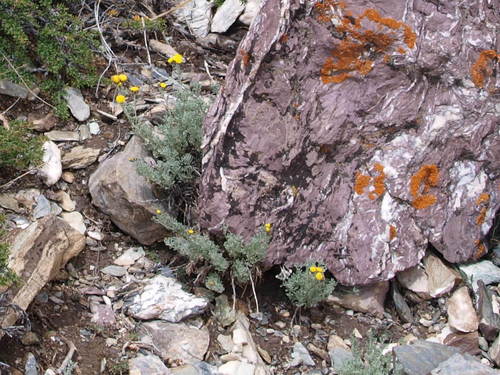 Tibetan Tansy (Ajania tibetica)