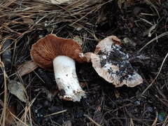 Cortinarius regalis