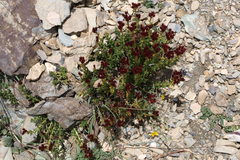 Rhodiola