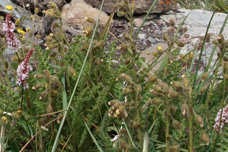 Biebersteinia odora (Biebersteinia odora)