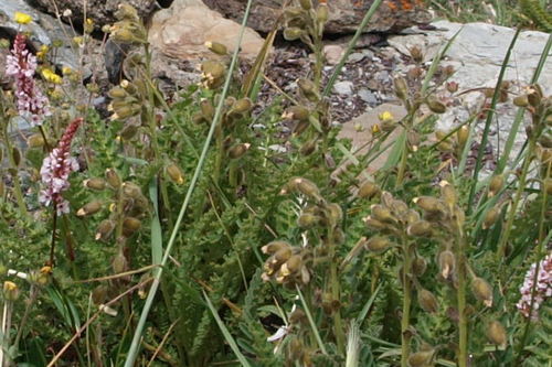 Biebersteinia odora (Biebersteinia odora)