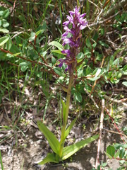 Dactylorhiza hatagirea