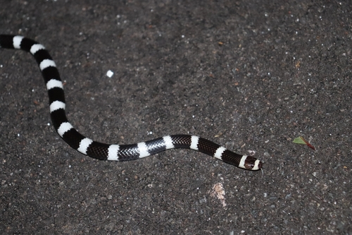 Eastern Bandy Bandy sighting