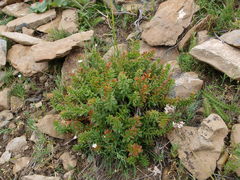 Rhodiola