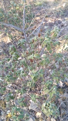 Cistus creticus eriocephalus