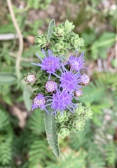 Chromolaena squarrulosa