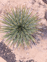 Yucca angustissima