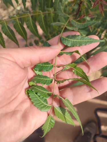 Neem