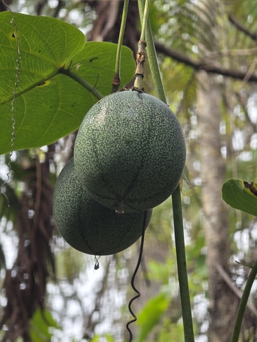 Passiflora ligularis observed 2025-11-18