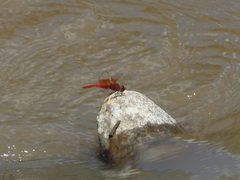Brachythemis lacustris