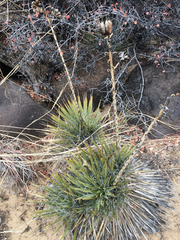 Yucca angustissima