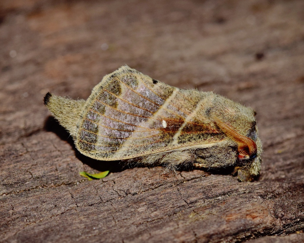 Bombycopsis bipars