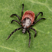 Western Black-legged Tick - Photo no rights reserved, uploaded by Zygy