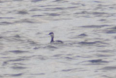 Podiceps auritus