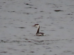 Podiceps cristatus
