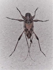 Urgleptes mixtus