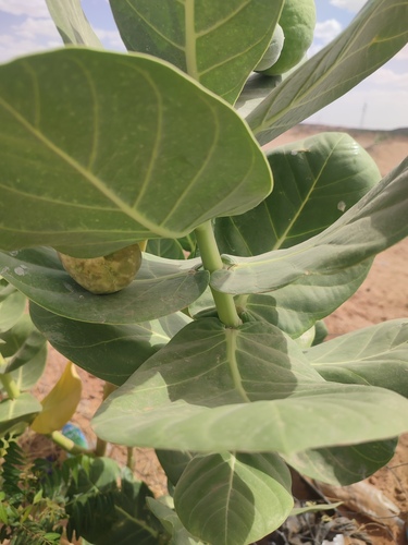 giant milkweed