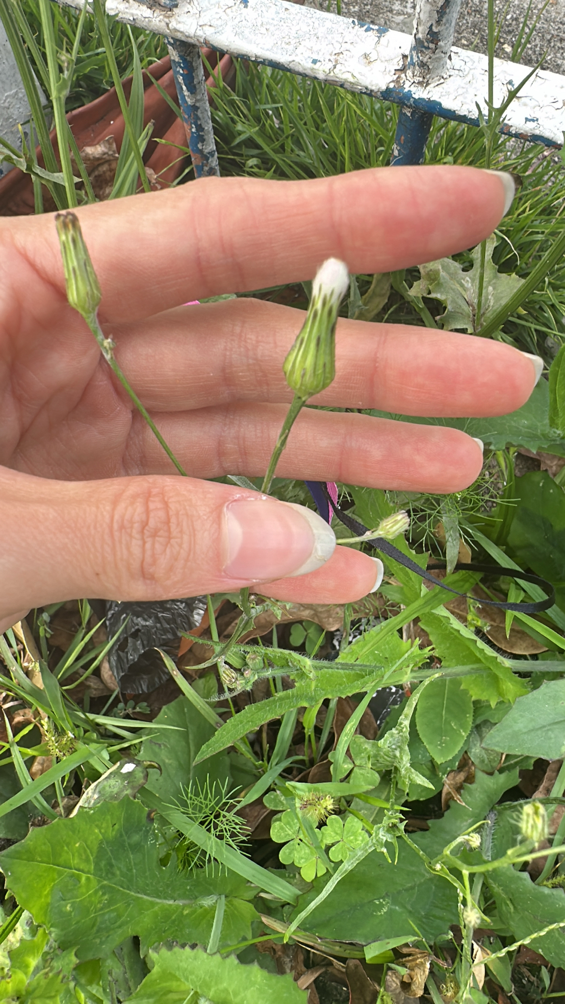 Hypochaeris chillensis