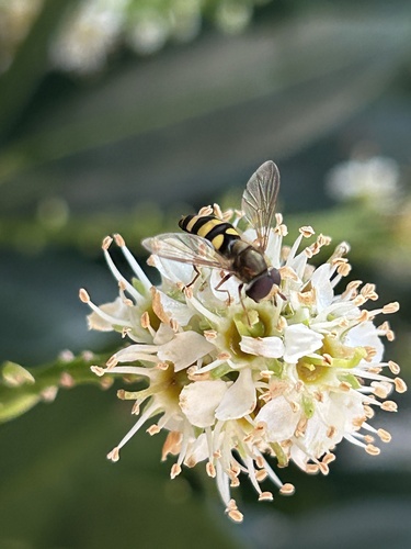 Unknown species found near Hollins University, Roanoke, VA, US