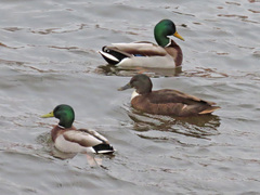 Anas platyrhynchos domesticus