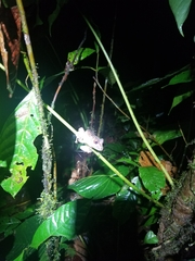 Pristimantis labiosus