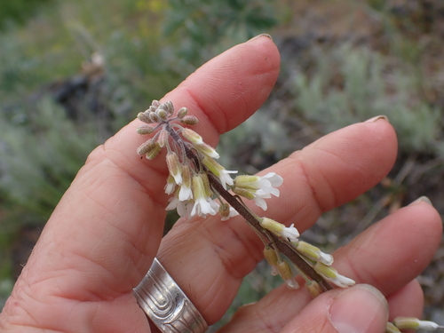 many-flowered rockcress (Boechera polyantha)