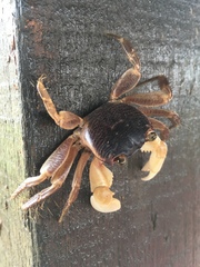 Geograpsus grayi