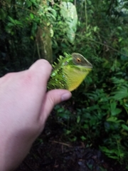 Enyalioides oshaughnessyi