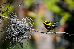 Setophaga townsendi