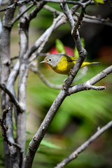 Leiothlypis ruficapilla