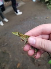 Anolis fasciatus