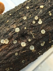 Orbiliomycetes