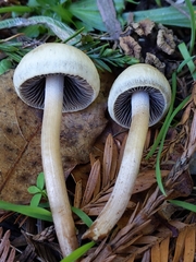 Panaeolus subbalteatus
