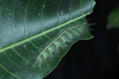 Euthalia