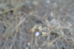 Rumia crithmifolia