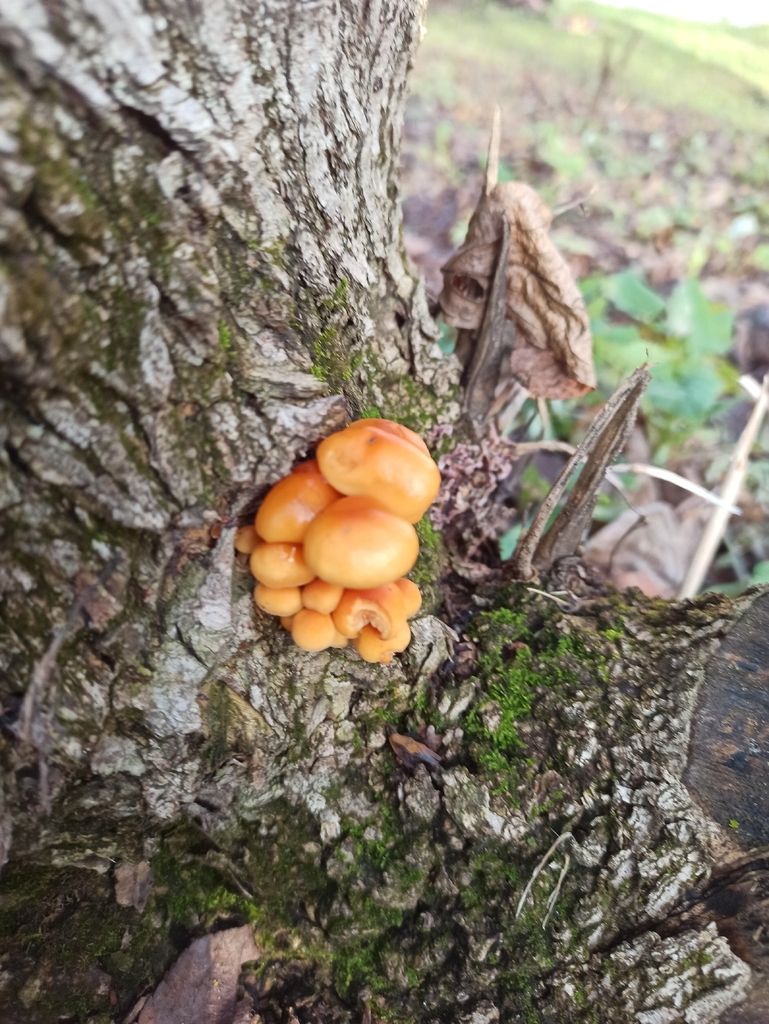 Flammulina · November 2025 · photo: © elenasmirnova (iNaturalist, cc-by)