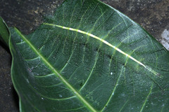 Euthalia