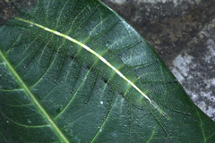 Euthalia