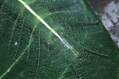 Euthalia