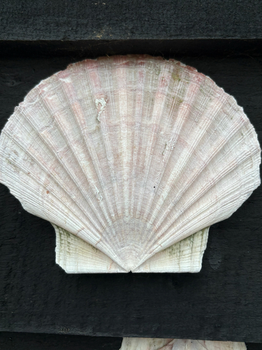 Pecten maximus