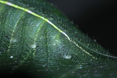 Euthalia