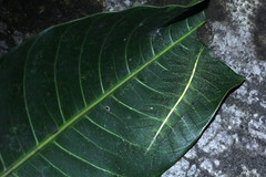 Euthalia