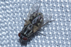 Diptera