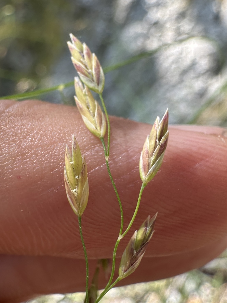 sierra blue grass in May 2025 by Matt Berger · iNaturalist