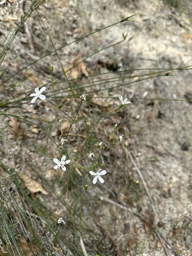 Clifton's eremogone (Eremogone cliftonii)