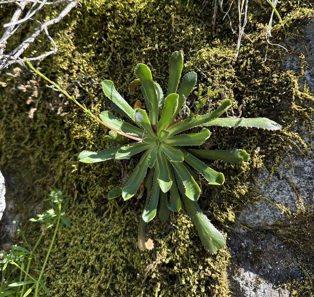 Lewisia cantelovii; photograph (c) Matt Berger, some rights reserved (CC BY)