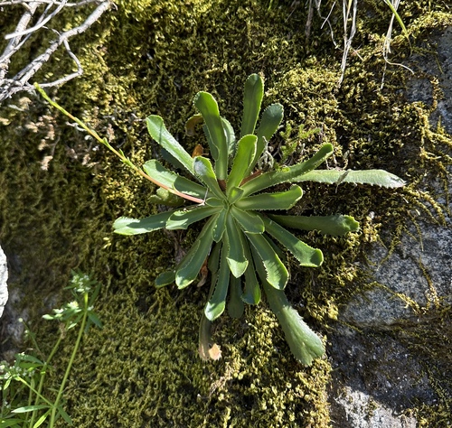 Cantelow's lewisia (Lewisia cantelovii)