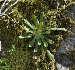 Lewisia cantelovii